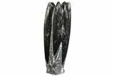 Tall Tower Of Polished Orthoceras (Cephalopod) Fossils #138378-1
